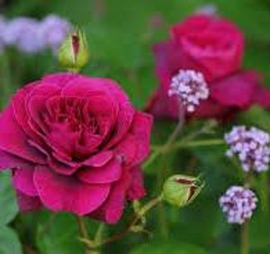 DEEP SECRET 2025 (hybrid tea)